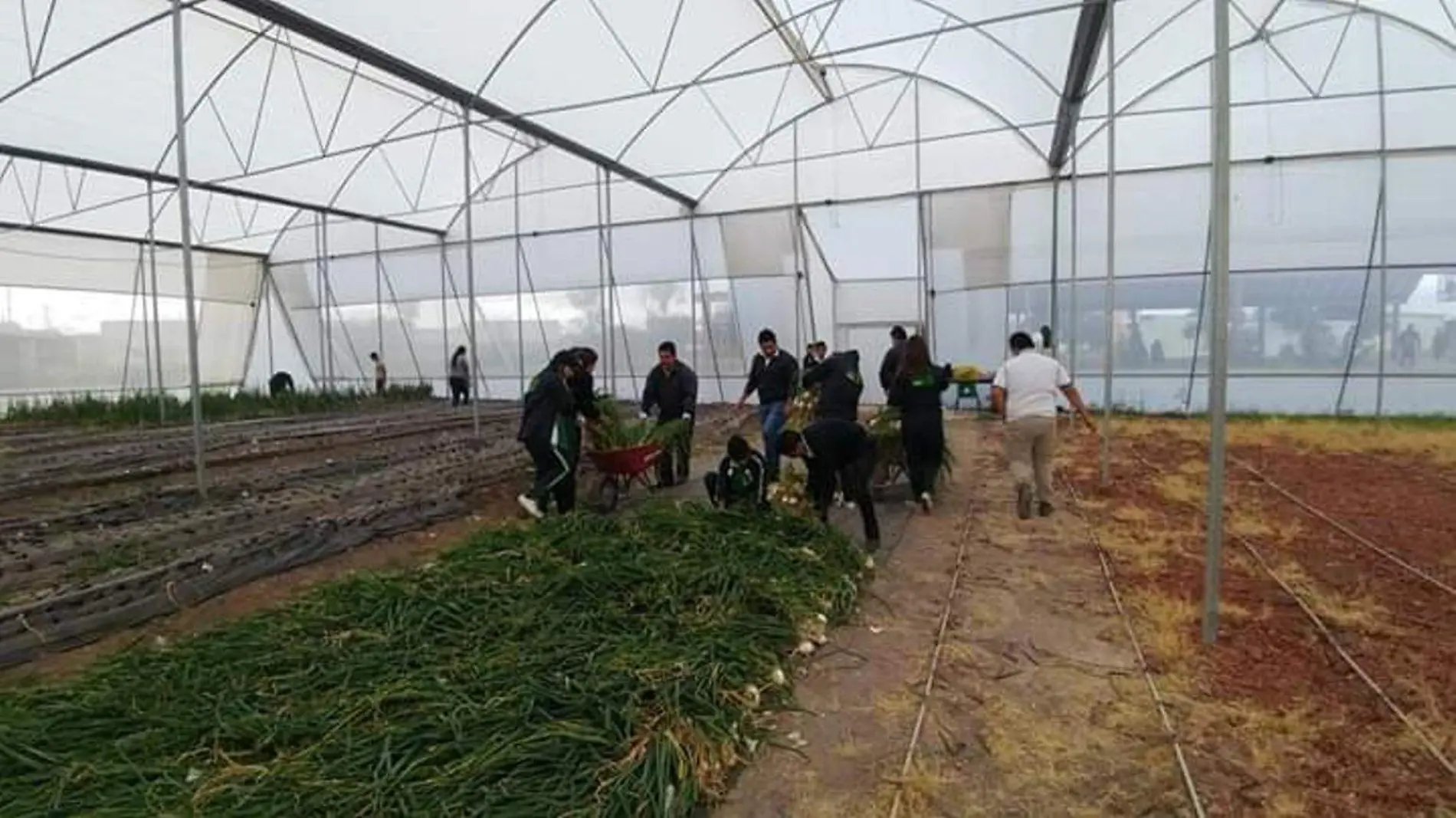 Se obtuvieron alrededor de 10 toneladas de cebolla.  Foto Cortesía.